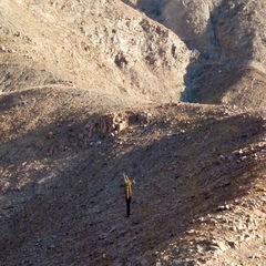 Browningia candelaris