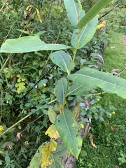 Asclepias syriaca