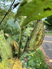 Asclepias syriaca