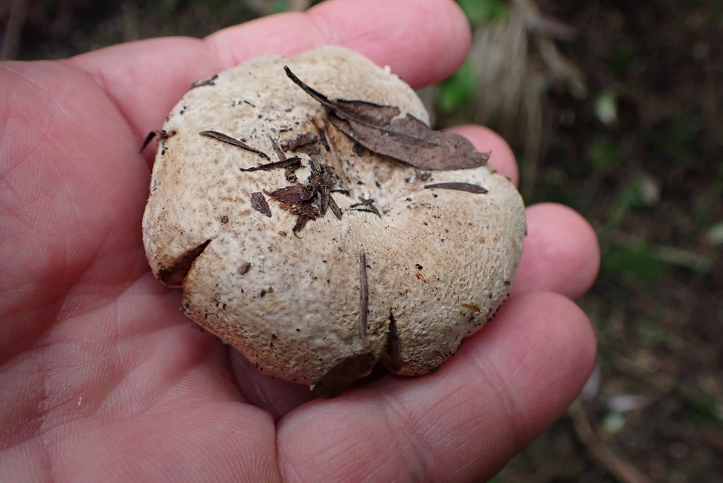 Lactifluus clarkeae · May 2025 · photo: © berardom (iNaturalist, cc-by)