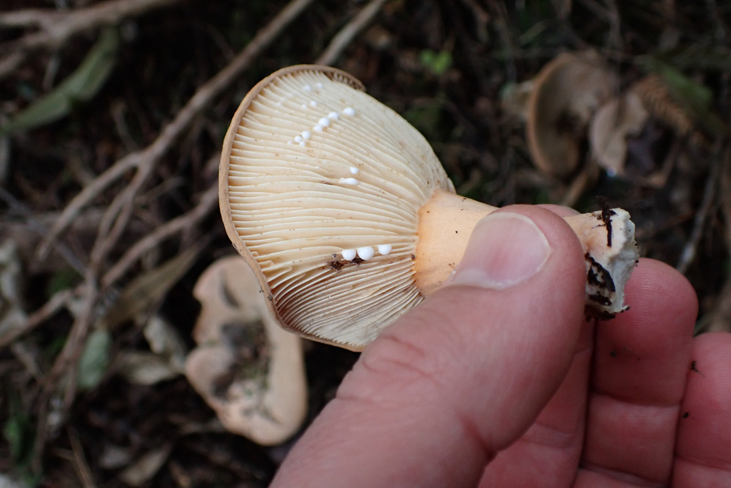 Lactifluus clarkeae · May 2025 · photo: © berardom (iNaturalist, cc-by)