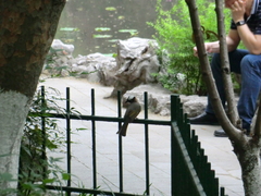 Pycnonotus sinensis sinensis