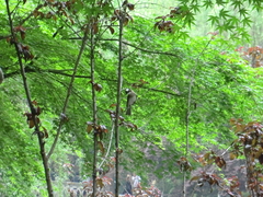 Pycnonotus sinensis sinensis