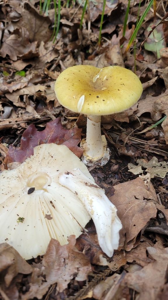 Amanita phalloides · May 2025 · photo: © rvennell (iNaturalist, cc-by)