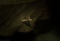 Cyphosticha panconita