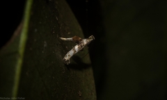 Cyphosticha panconita