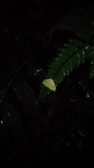 Topomesoides jonasii