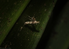 Cyphosticha panconita