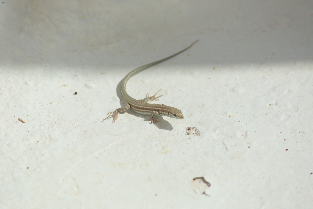 Milos Wall Lizard