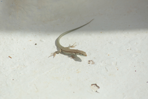 Milos Wall Lizard