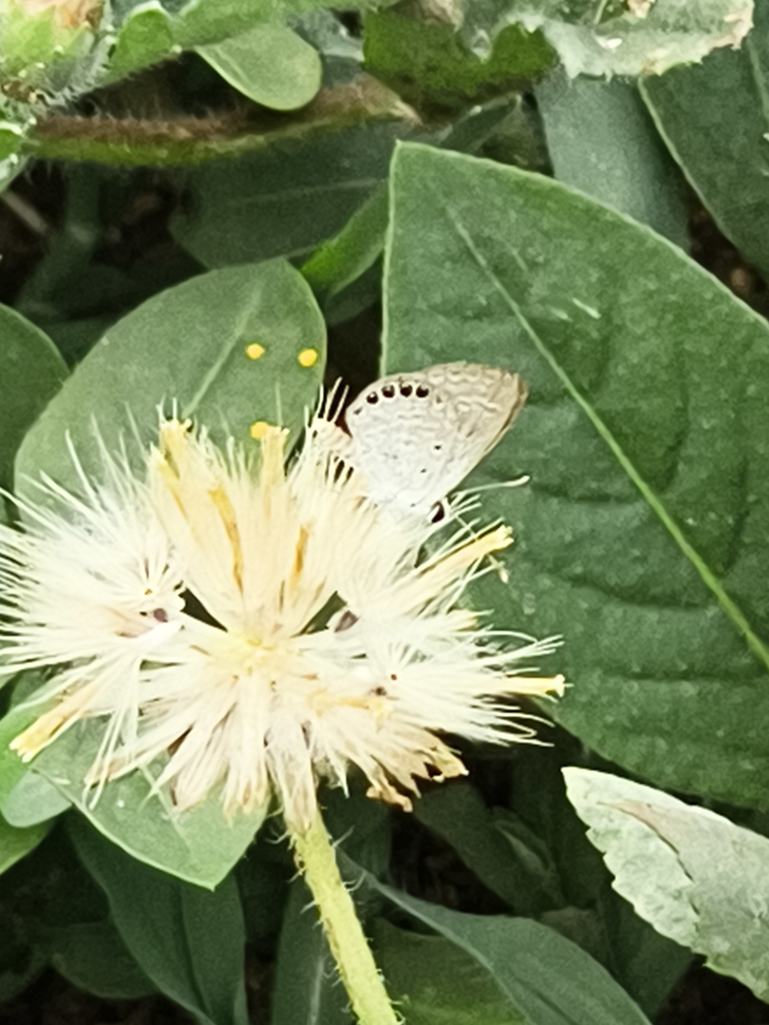 Black-Spotted Grass Jewel
