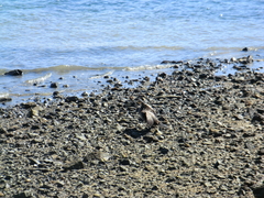 Phalacrocorax carbo