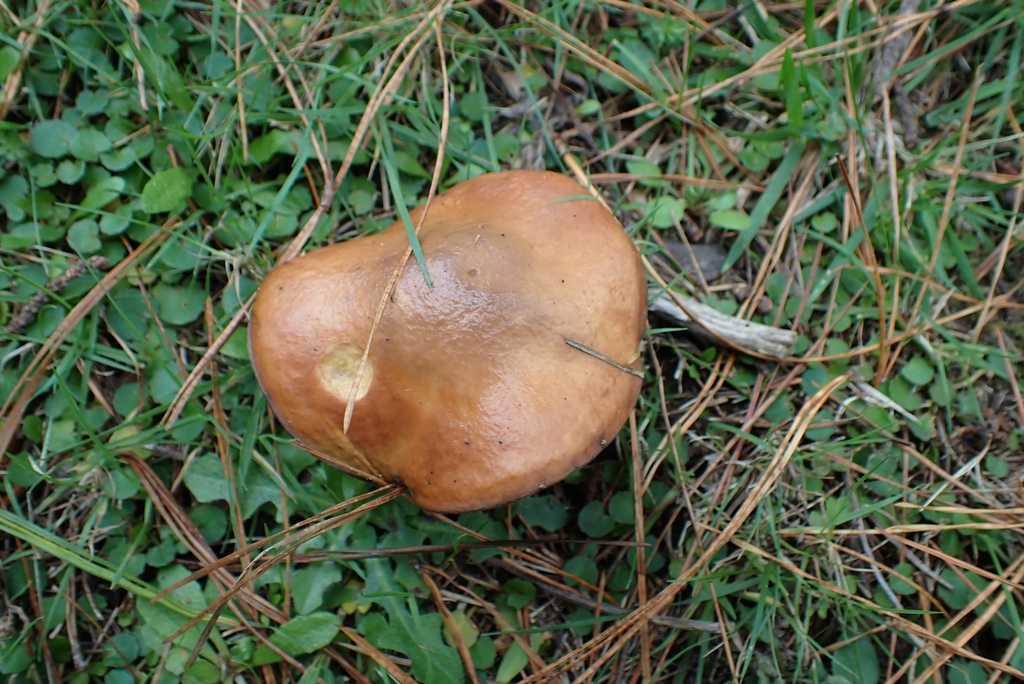 Suillus granulatus · May 2025 · photo: © berardom (iNaturalist, cc-by)