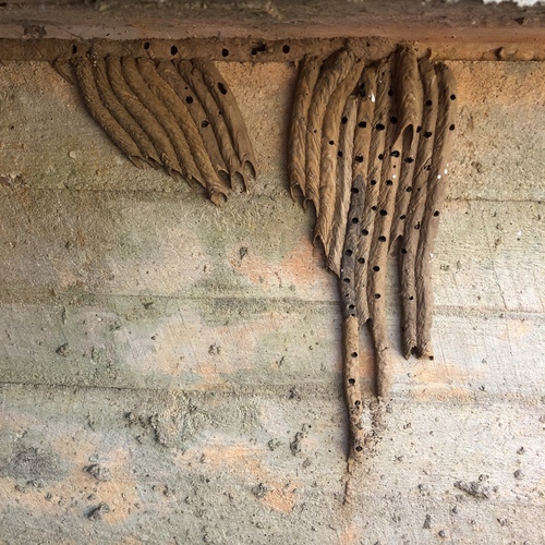 Organ-pipe Mud-dauber Wasp photo 5