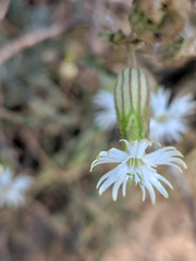 Silene bernardina