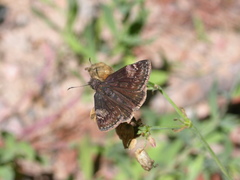 Erynnis lucilius