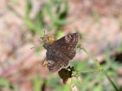 Erynnis lucilius