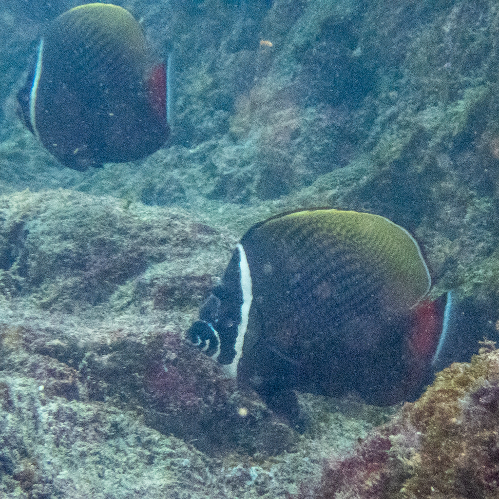 Brown Butterflyfish (Chaetodon collare)