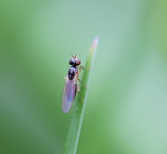 Mumetopia occipitalis