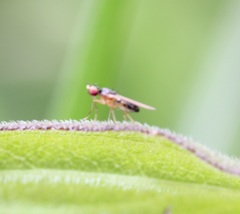 Mumetopia occipitalis