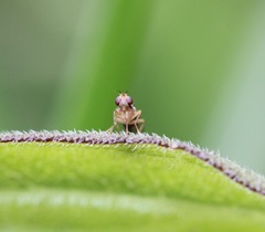 Mumetopia occipitalis