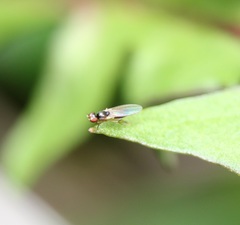 Mumetopia occipitalis