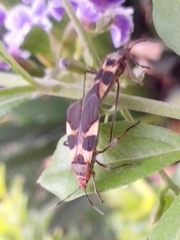 Oncopeltus unifasciatellus