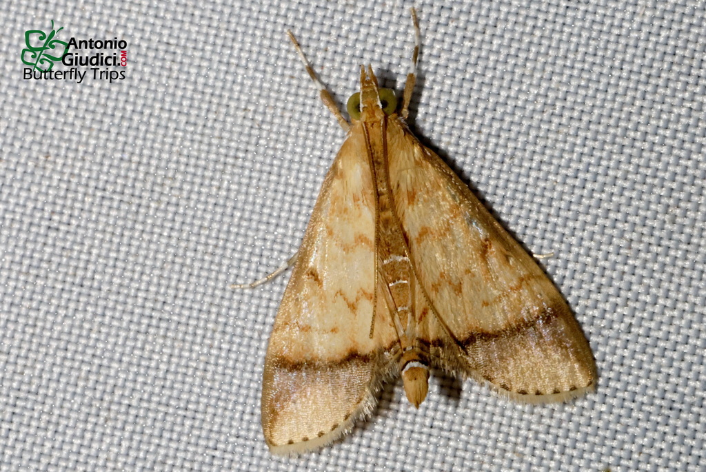 Limbobotys acanthi