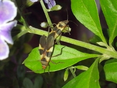 Oncopeltus unifasciatellus