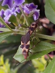 Oncopeltus unifasciatellus