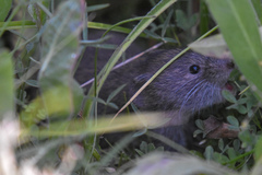 Microtus montanus