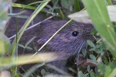 Microtus montanus
