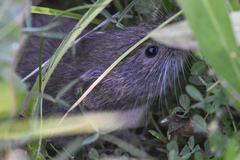 Microtus montanus
