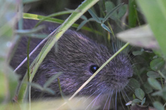Microtus montanus