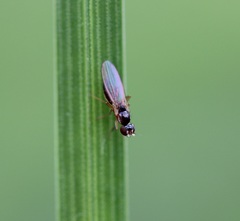 Mumetopia occipitalis