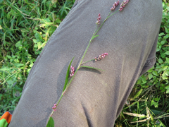 Persicaria caespitosa