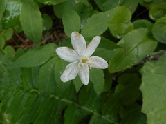 Anemonoides trifolia