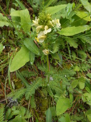 Pedicularis elongata