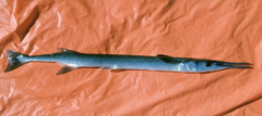 Stout Long-Tom photo 1