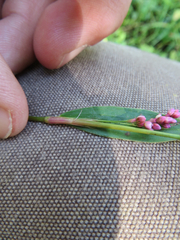 Persicaria caespitosa