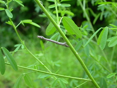 Eutrapela clemataria