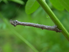 Eutrapela clemataria