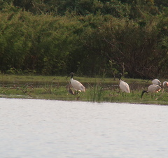 Limosa limosa melanuroides