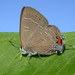 Banded Hairstreak - Photo (c) Mike V.A. Burrell, some rights reserved (CC BY-NC), uploaded by Mike V.A. Burrell