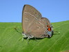 Banded Hairstreak - Photo (c) Mike V.A. Burrell, some rights reserved (CC BY-NC), uploaded by Mike V.A. Burrell