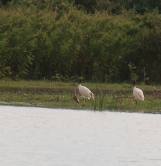 Limosa limosa melanuroides