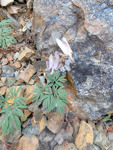 Image of Shorthorn Steer's Head (Dicentra pauciflora) by (c) Colin J Pryor, some rights reserved (CC BY)