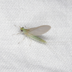 Callibaetis floridanus