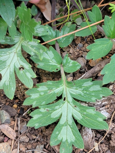 Image of Hydrophyllum occidentale by (c) Colin J Pryor, some rights reserved (CC BY)