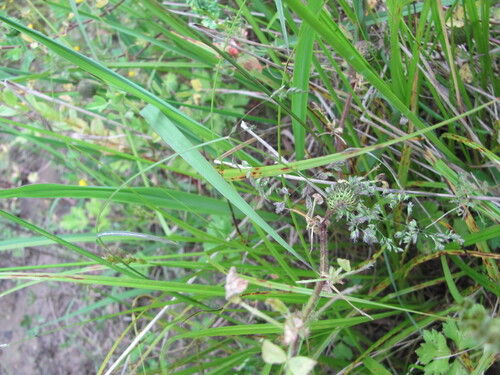 Image of Medicago intertexta by (c) zebedeugalinha, some rights reserved (CC BY)